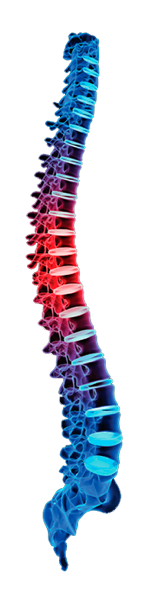 Human spine medical illustration